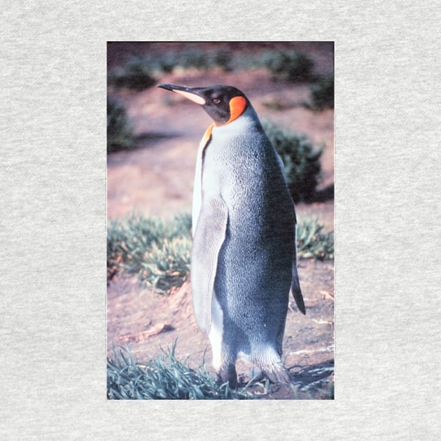 King Penguin on Heard Island by Bravuramedia